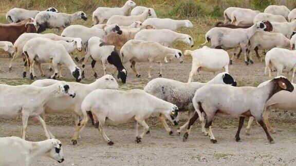 山羊在村里散步饲养家畜工业畜牧业畜牧经营理念家畜农场羊群在田野里吃草它们在草地上吃草