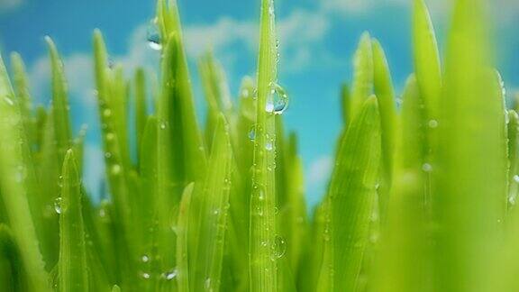 雨滴在新鲜的绿草镜头多汁的草地上的露珠在早晨闪闪发光