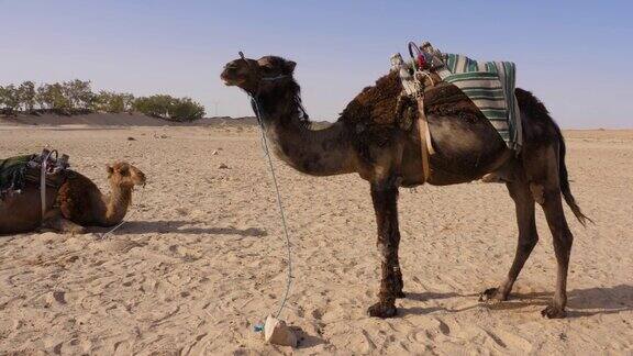 沙漠里一只驼峰拴在石头上的骆驼单峰驼站在甜点上