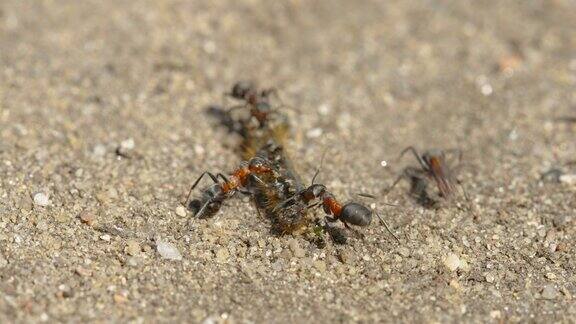 爱沙尼亚两只红蚂蚁拖着一只死大虫子