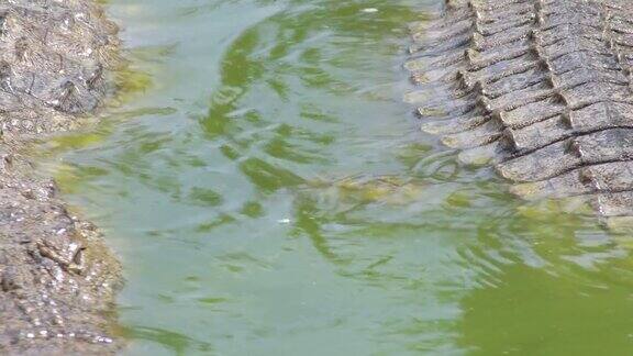 鳄鱼半淹在一条自然公园的河里游泳