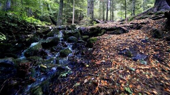 秋日松树林里的山溪用电影定格镜头拍摄大自然