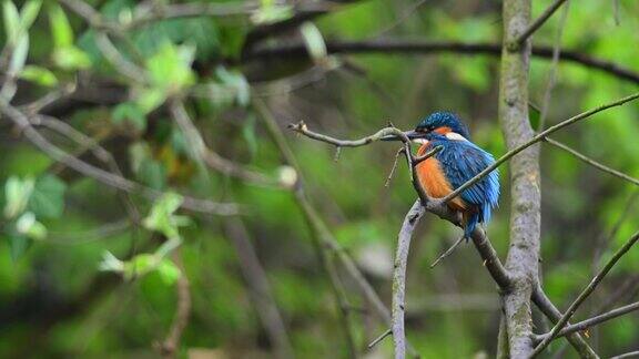 普通翠鸟阿尔塞多这成年雌翠鸟坐在树枝上看着周围保卫他们的巢