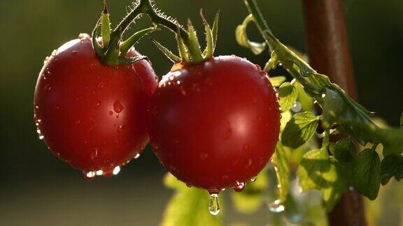 湿的红色西红柿