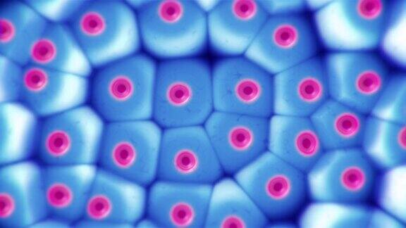 显微镜下的胚胎干细胞群动漫研究、学习和治疗疾病细胞疗法医学、生物学和科学影片
