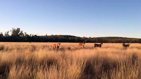 日落时用草喂牛