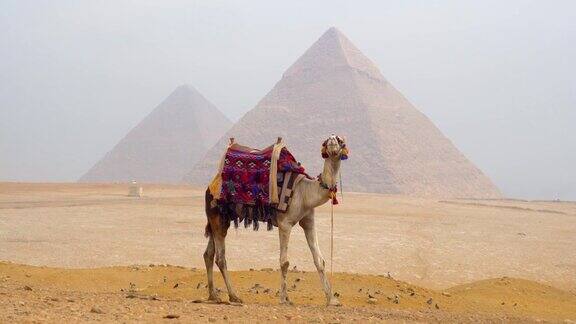 埃及吉萨的骆驼和金字塔