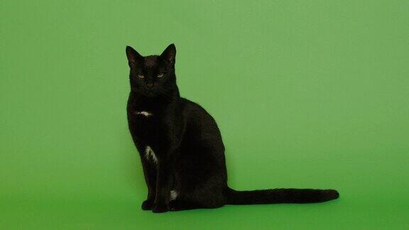 演播室里绿色屏幕上可爱的黑猫