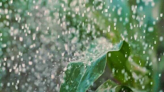 雨落在绿色的玉米地上