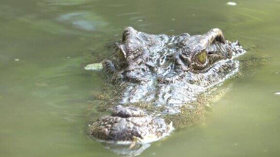 鳄鱼在池塘里游泳