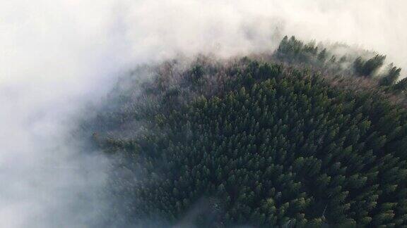 松树林雾云下降空中俯视图无人机4K视频