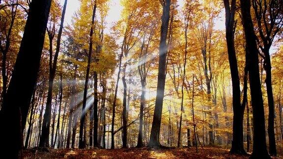 SLOMO阳光在秋天的树后