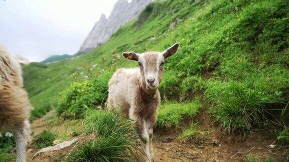 在瑞士阿尔卑斯山牧场上的山羊