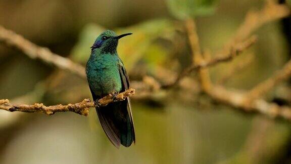 绿色紫罗兰耳蜂鸟哥斯达黎加