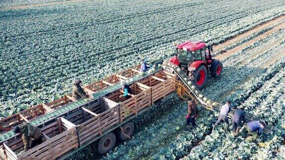 农民们正在用传送带把卷心菜装到拖拉机上