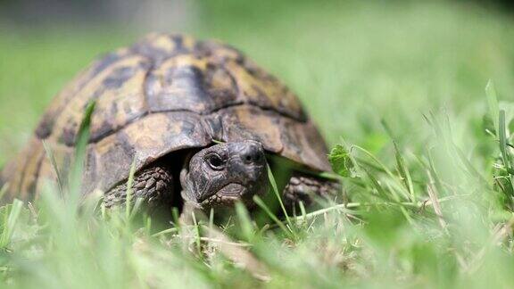 一只乌龟在移动慢慢地在草丛中