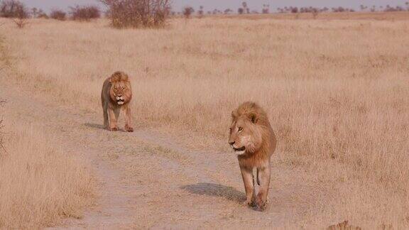 博茨瓦纳两只狮子正走向摄像机