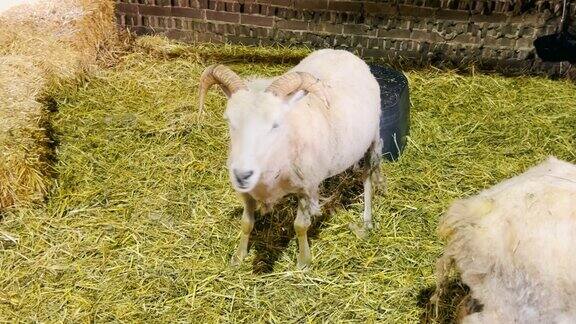 山羊在山羊农场山羊站在一个盖着干草的鸟舍里