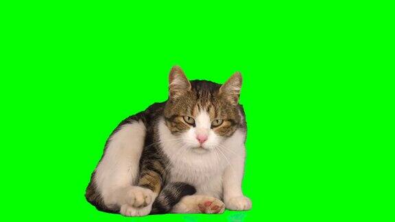 小猫毛茸茸的绿色背景屏幕小猫