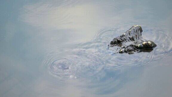 鳄鱼在池塘里游泳