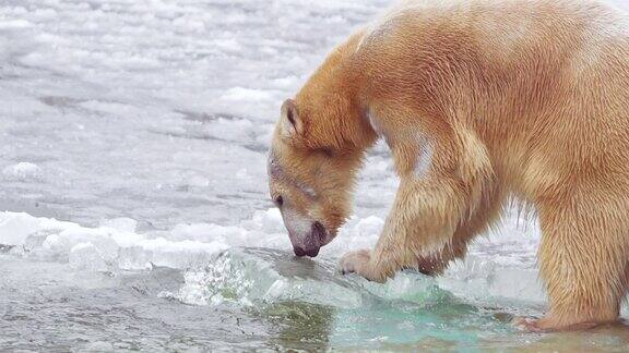120帧的慢动作视频母北极熊和她的北极熊幼崽在自然景观附近的冷水海洋玩冰山与新鲜的冰4k电影慢镜头120帧
