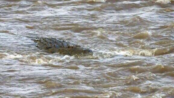 在马拉河中游泳的鳄鱼的近正面视图