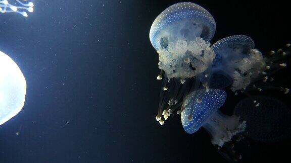 水母在海底游泳