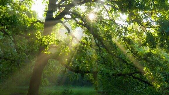 阳光穿过绿色的树枝神奇的森林温暖的阳光照亮了绿色的橡树万向节高质量镜头