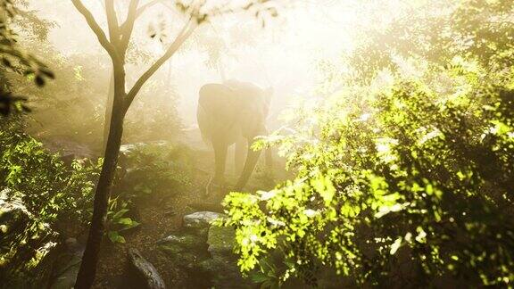 野生公象在浓雾笼罩的丛林里