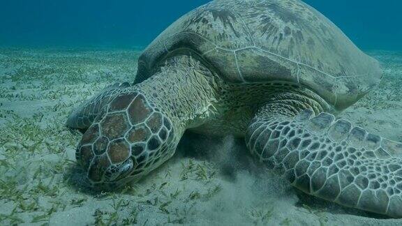 海龟在海底吃绿色的海草的特写