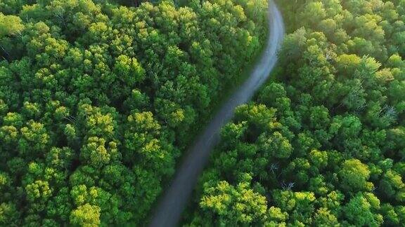 森林中蜿蜒道路