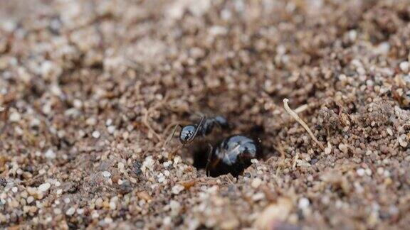 一只大蚂蚁在沙子上挖了一个洞一只小蚂蚁干扰了它微距镜头