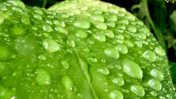绿叶在雨滴里