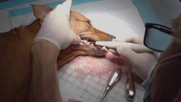 兽医视频拍摄了一名兽医在手术室用镇静剂清洗狗的牙齿