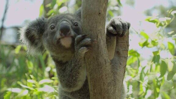 考拉在树上-澳大利亚