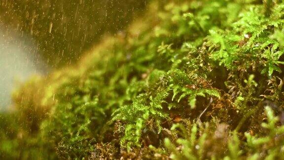 SLOMOLDMoss在夏日阵雨中