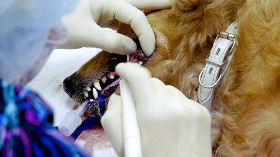 兽医在兽医诊所麻醉下清洗狗的牙齿4k