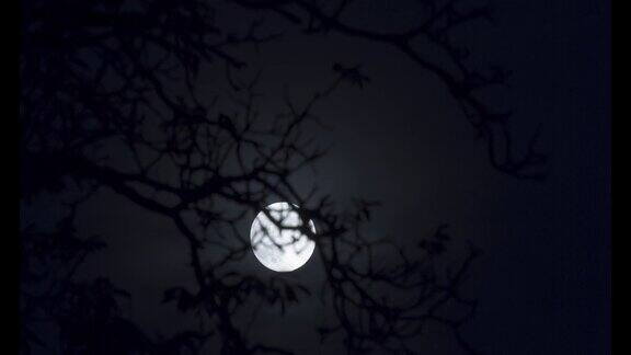 月出满月在树枝后时光流逝