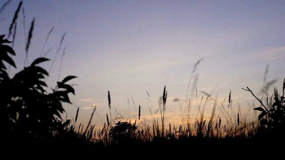 美丽的日落到夜晚过渡到田野4kUHD间隔拍摄