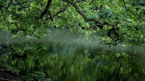 森林中美丽的湖泊湖面上的镜面反射