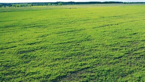 农场上有庄稼的绿色田野