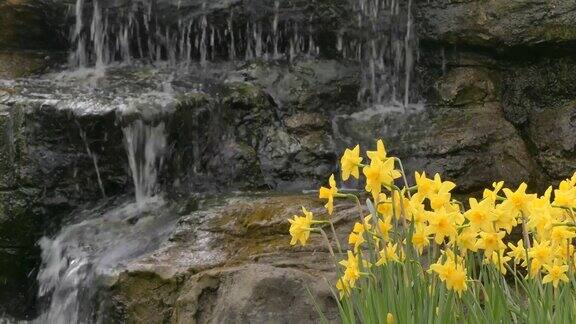 花园里的黄色水仙花