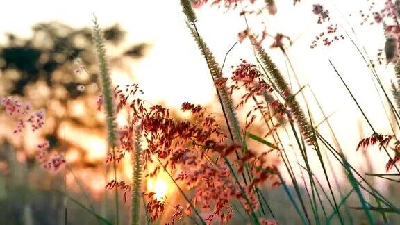 草对日落