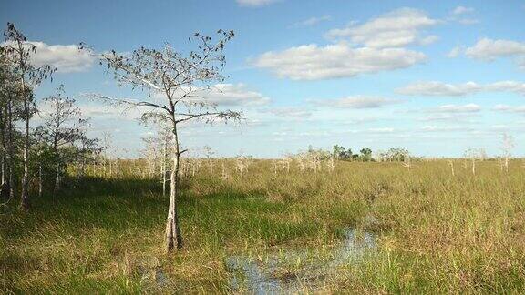 矮柏树生长在草地河在大沼泽国家公园美国
