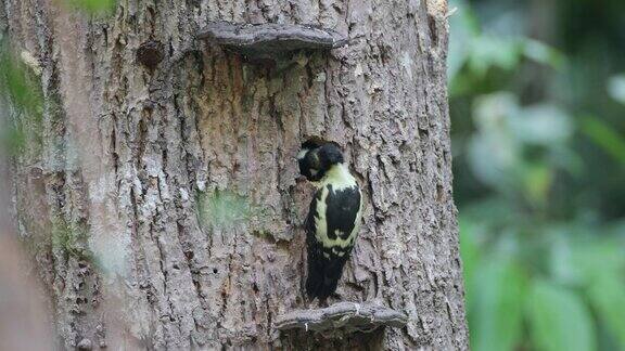 啄木鸟:成年雌性黑黄色啄木鸟