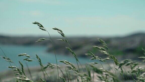 瑞典西海岸的草在风中摇曳