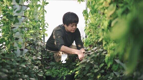 亚洲中国妇女在冲绳温室水培垂直农场生态系统收获菠菜早上用剪刀剪