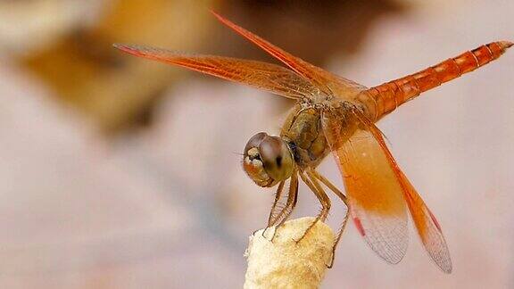 橙色的蜻蜓