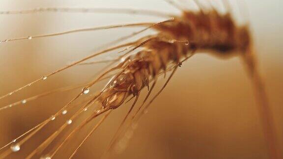 水滴落在麦穗上