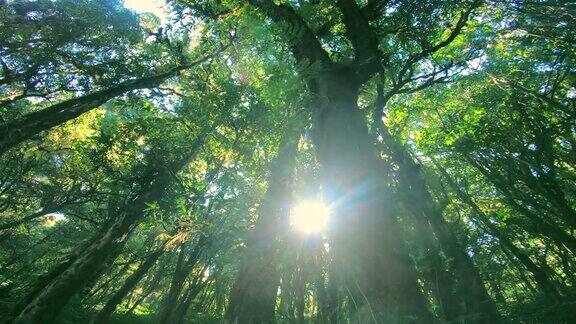 阳光穿过树